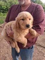 King, a male Golden Retriever for sale in Antigo, WI – 4 of 5