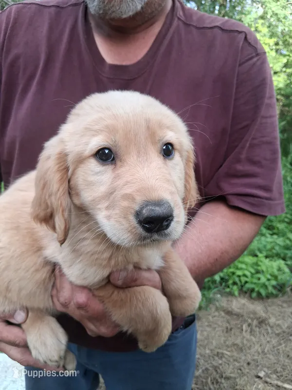 Goldie  – Golden Retriever puppy for sale in Antigo, WI