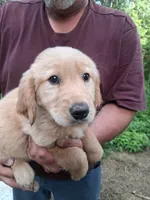 Goldie , a female Golden Retriever for sale in Antigo, WI – 1 of 5