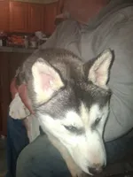 Pepper , a female Siberian Husky for sale in Antigo, WI – 3 of 4
