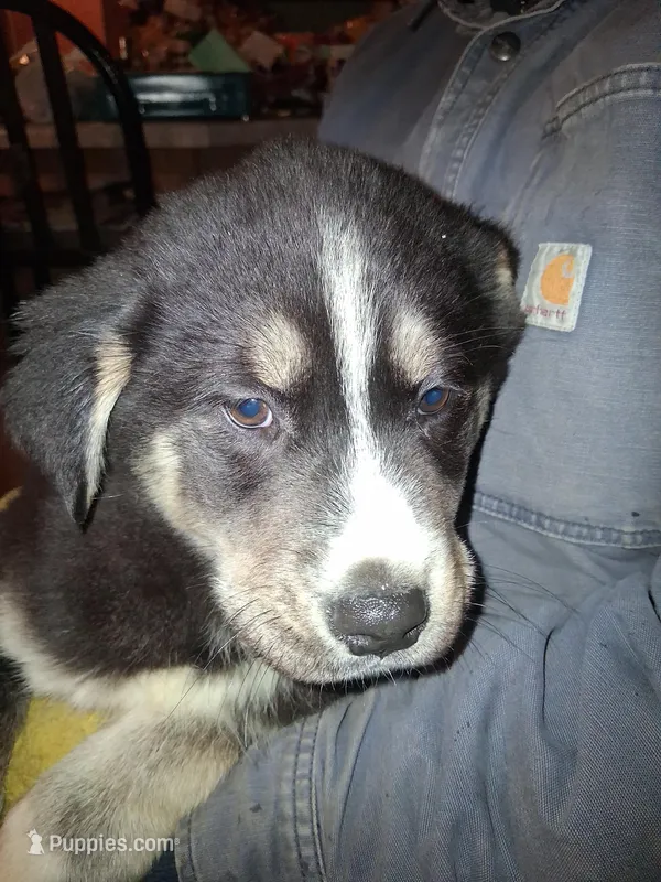 Princess – Siberian Husky, Golden Retriever puppy for sale in Antigo, WI