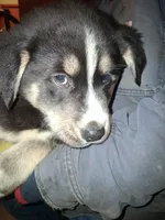 Princess, a female Siberian Husky and Golden Retriever for sale in Antigo, WI – Photo 3 of 4