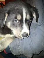 Princess, a female Siberian Husky and Golden Retriever for sale in Antigo, WI – Photo 4 of 6