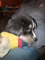 Princess, a female Siberian Husky and Golden Retriever for sale in Antigo, WI – Photo 2 of 6