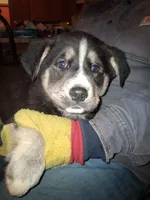 Princess, a female Siberian Husky and Golden Retriever for sale in Antigo, WI – Photo 1 of 6