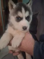 Pepper, a female Siberian Husky for sale in Antigo, WI – Photo 6 of 6