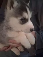 Pepper, a female Siberian Husky for sale in Antigo, WI – Photo 4 of 6