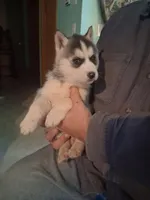 Pepper, a female Siberian Husky for sale in Antigo, WI – Photo 3 of 6