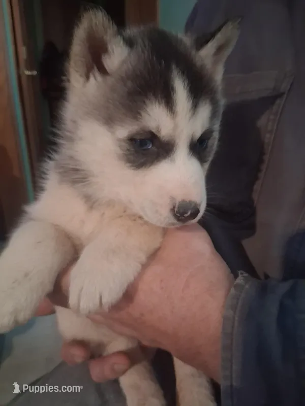 Pepper – Siberian Husky puppy for sale in Antigo, WI
