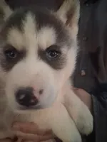 Pepper, a female Siberian Husky for sale in Antigo, WI – Photo 5 of 6