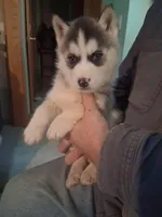 Pepper, a female Siberian Husky for sale in Antigo, WI – Photo 2 of 6