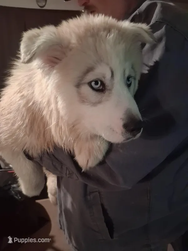 Tundra – Siberian Husky puppy for sale in Antigo, WI