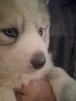 Tundra, a male Siberian Husky for sale in Antigo, WI – Photo 4 of 5