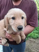 Goldie , a female Golden Retriever for sale in Antigo, WI – 3 of 5