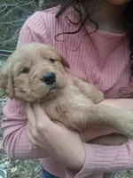 Phillip , a male Golden Retriever for sale in Antigo, WI – 3 of 4