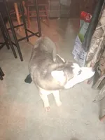 Pepper , a female Siberian Husky for sale in Antigo, WI – 4 of 4