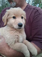 Shrimp , a female Golden Retriever for sale in Antigo, WI – 6 of 6