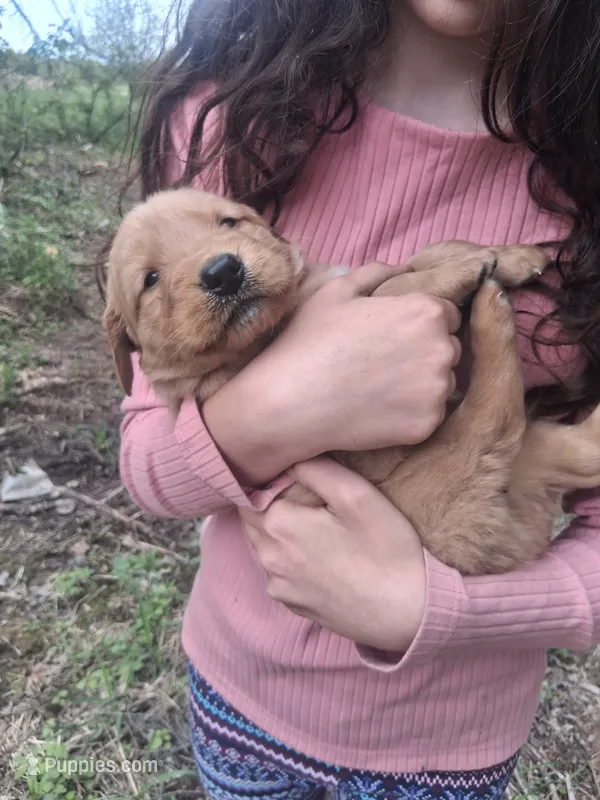 King – Golden Retriever puppy for sale in Antigo, WI