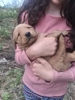 King, a male Golden Retriever for sale in Antigo, WI – 1 of 6
