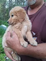 Shrimp , a female Golden Retriever for sale in Antigo, WI – 1 of 6