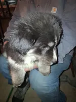 Blackie , a female Siberian Husky and Golden Retriever for sale in Antigo, WI – Photo 2 of 7