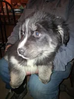 Blackie , a female Siberian Husky and Golden Retriever for sale in Antigo, WI – Photo 5 of 7