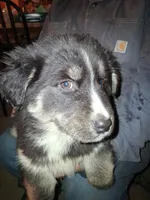 Blackie , a female Siberian Husky and Golden Retriever for sale in Antigo, WI – Photo 7 of 7