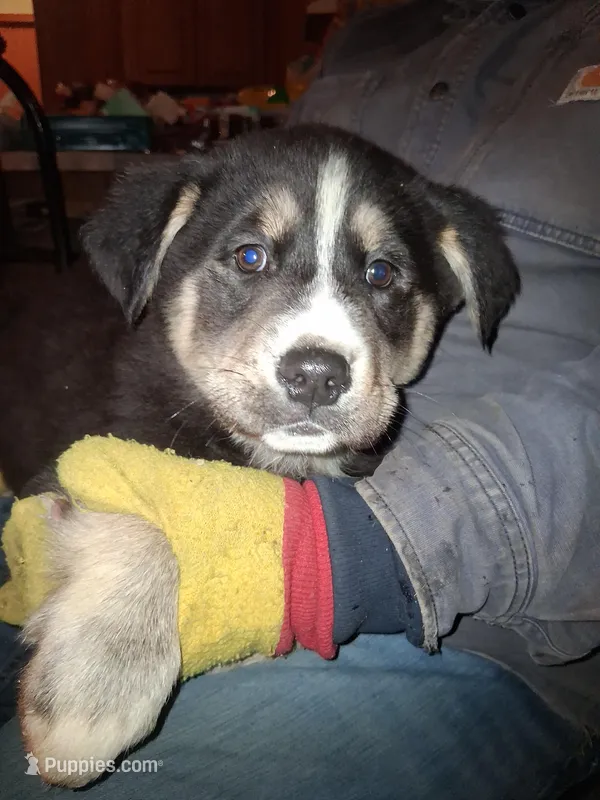 Princess , a female Siberian Husky and Golden Retriever for sale in Antigo, WI – Photo 1 of 5