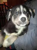 Princess , a female Siberian Husky and Golden Retriever for sale in Antigo, WI – Photo 2 of 5