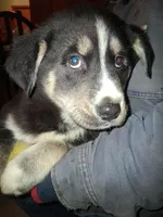 Princess , a female Siberian Husky and Golden Retriever for sale in Antigo, WI – Photo 3 of 5