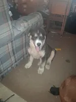 Ringer , a male Siberian Husky and Golden Retriever for sale in Antigo, WI – Photo 4 of 6