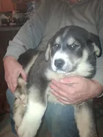 Ringer , a male Siberian Husky and Golden Retriever for sale in Antigo, WI – Photo 1 of 6