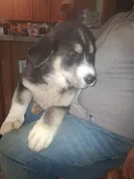 Ringer , a male Siberian Husky and Golden Retriever for sale in Antigo, WI – Photo 3 of 6