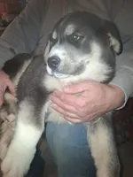 Ringer , a male Siberian Husky and Golden Retriever for sale in Antigo, WI – Photo 2 of 6