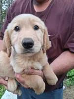 Goldie , a female Golden Retriever for sale in Antigo, WI – 1 of 5