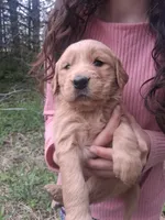 Fancy , a female Golden Retriever for sale in Antigo, WI – 3 of 6