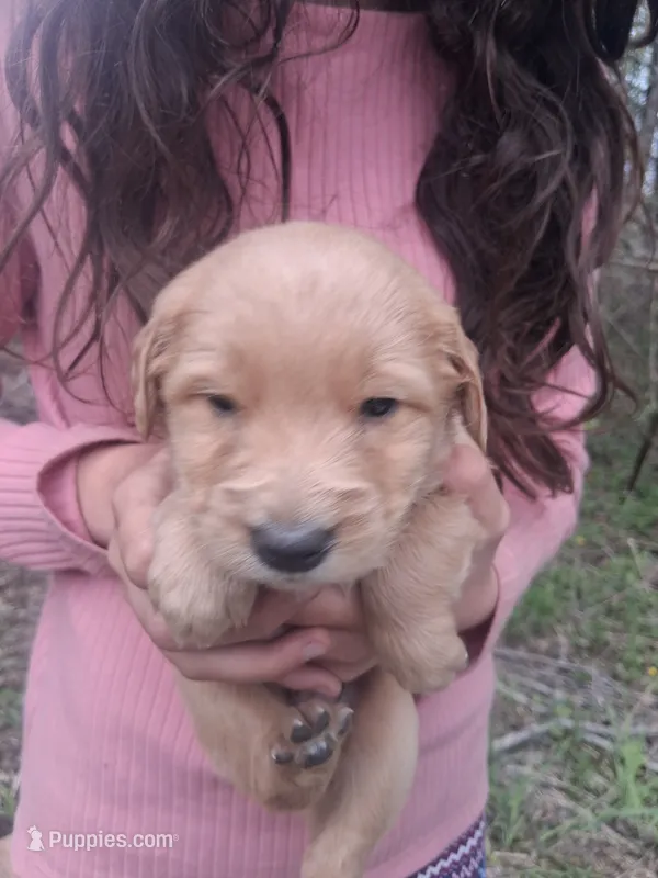Goldie  – Golden Retriever puppy for sale in Antigo, WI