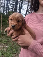 Goldie , a female Golden Retriever for sale in Antigo, WI – 4 of 5