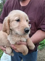Goldie , a female Golden Retriever for sale in Antigo, WI – 4 of 5