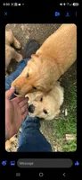 Buddy, a male Golden Retriever for sale in Antigo, WI – 3 of 6