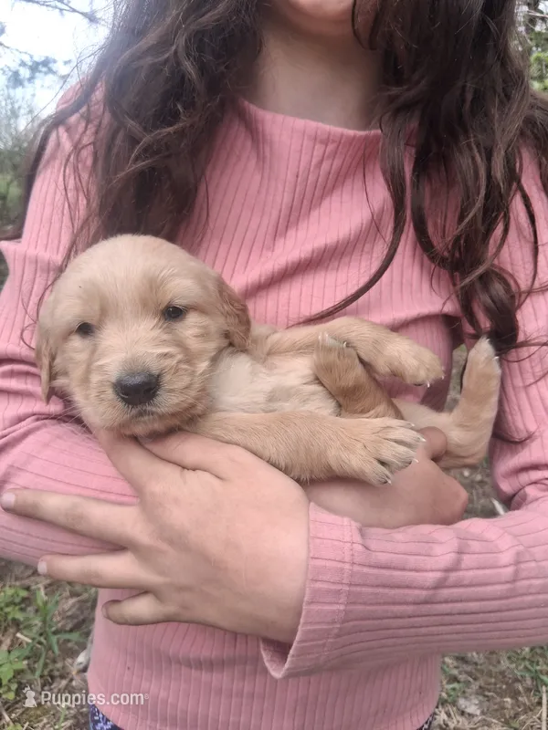 Shrimp  – Golden Retriever puppy for sale in Antigo, WI