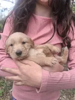 Shrimp , a female Golden Retriever for sale in Antigo, WI – 1 of 5