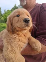 King, a male Golden Retriever for sale in Antigo, WI – 5 of 5