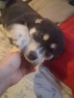 Speck, a female Siberian Husky and Golden Retriever for sale in Antigo, WI – Photo 3 of 3