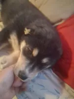 Speck, a female Siberian Husky and Golden Retriever for sale in Antigo, WI – Photo 2 of 3