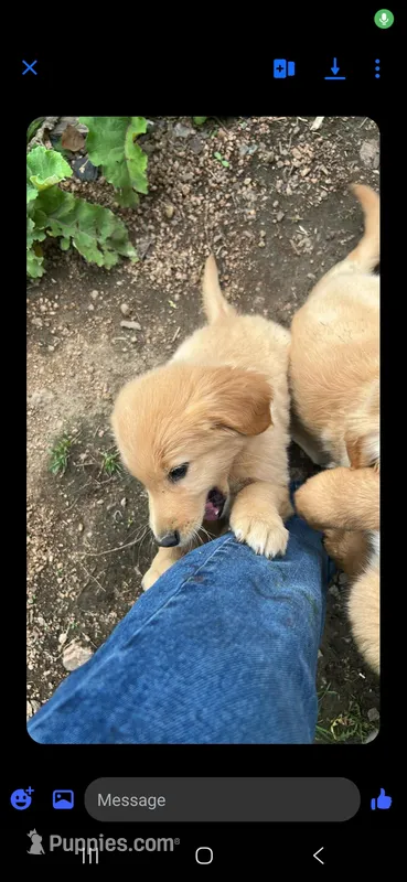 Fancy  – Golden Retriever puppy for sale in Antigo, WI