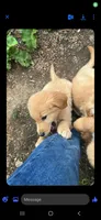 Fancy , a female Golden Retriever for sale in Antigo, WI – 1 of 3