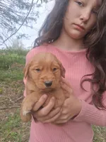 Goldie , a female Golden Retriever for sale in Antigo, WI – 3 of 5