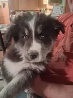 Lightning, a male Siberian Husky and Golden Retriever for sale in Antigo, WI – Photo 2 of 6