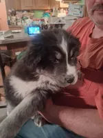Lightning, a male Siberian Husky and Golden Retriever for sale in Antigo, WI – Photo 4 of 6